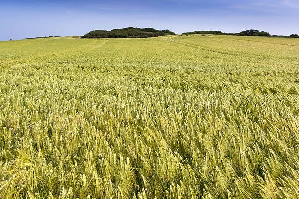 Wide Angle Image Of A Barley Field With Blue Sky; Brittany, France