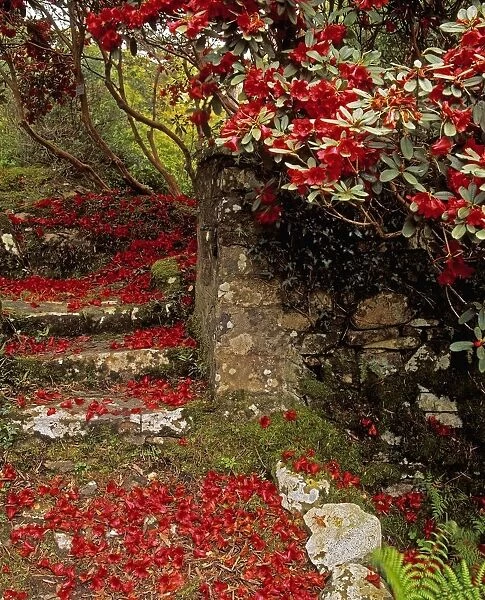 Wild Garden, Rowallane Garden, Co Down, Ireland
