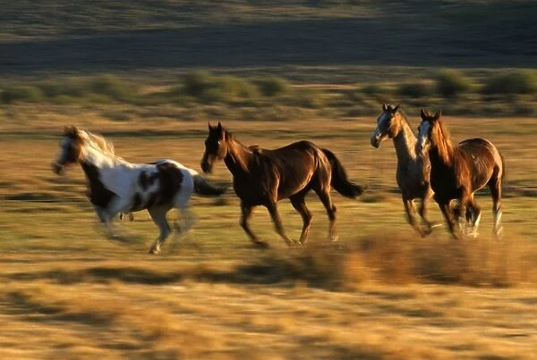 Wild Horses Running Together