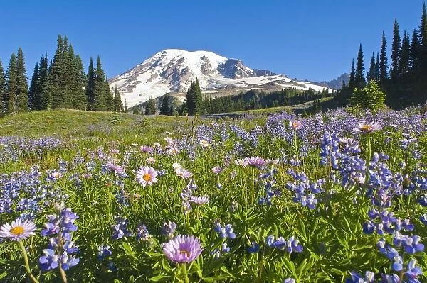 Wildflower Meadow, Mount Rainier National Park, Washington, Usa