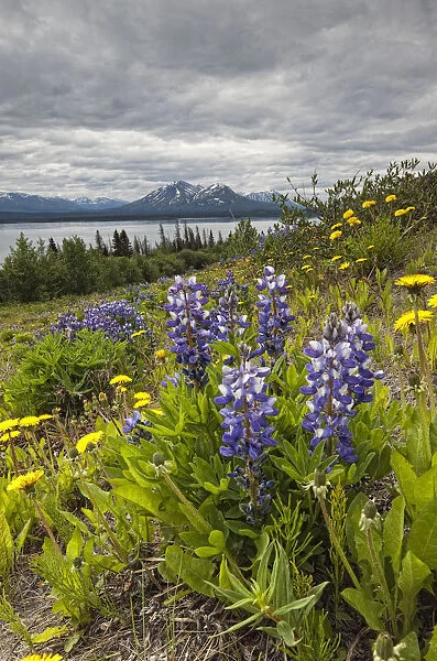 Wildflowers (Lupins And Dandelions) On The Roadside Along The Shores Of Dezadeash Lake; Yukon, Canada