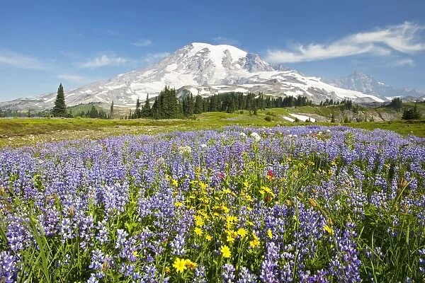 Wildflowers In Paradise Park With Mount Rainier In The Background; Mount Rainier National Park, Washington, Usa