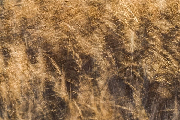 Windblown grasses in golden hues