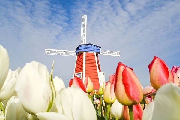 Windmill And Tulips At Wooden Shoe Tulip Farm; Woodburn, Oregon, Usa