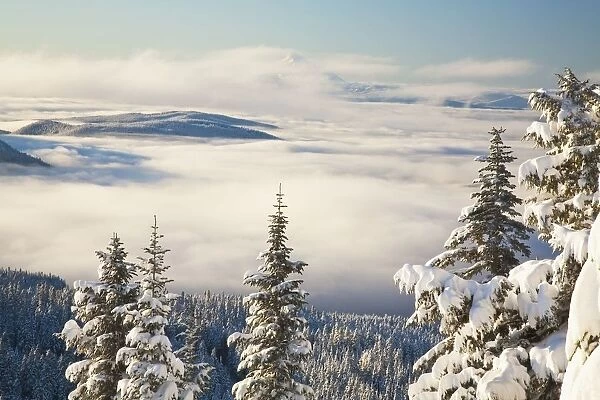 Winter Landscape With Clouds And Snow-Covered Trees; Oregon, Usa