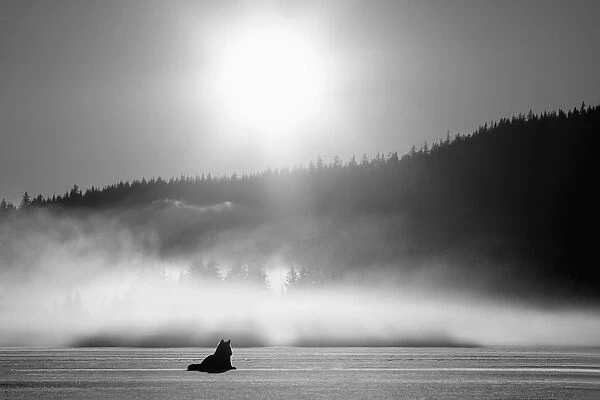 Wolf Basking In Sunlight Near Juneau. Winter In The Tongass National Forest Of Southeast Alaska. Composite