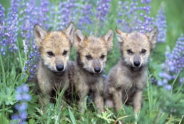 Three Wolf Pups