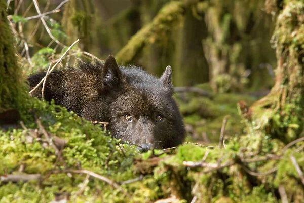 Wolf Rests In A Mossy Bed On The Forests Floor Of The Tongass National Forest In Southeast Alaska