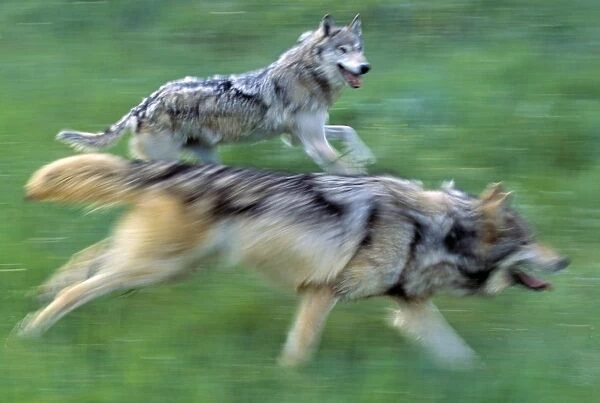 Wolves Running In Mountain Meadow, Blurred Focus