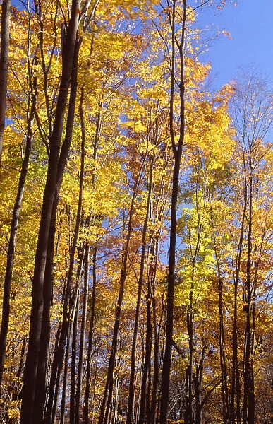 Wood In Autumn