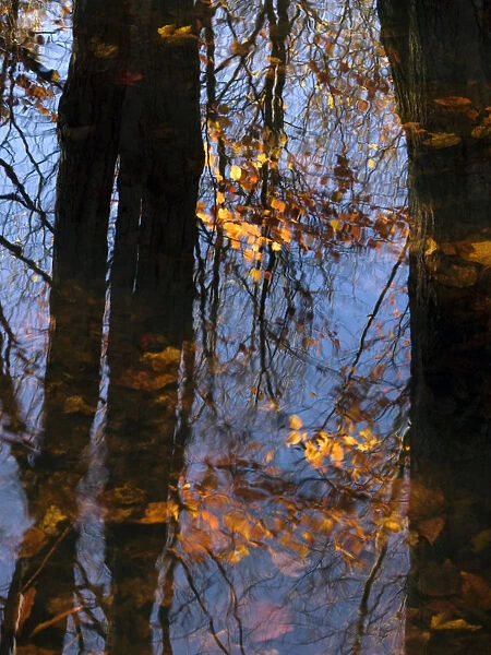 Wood Spirit, Massachusetts, Seekonk, Caratunk Wildlife Refuge, Tree Reflections On Water