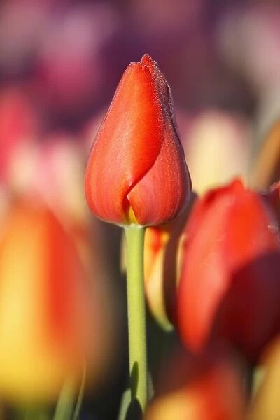 Woodburn, Oregon, United States Of America; Close Up Of A Closed Tulip