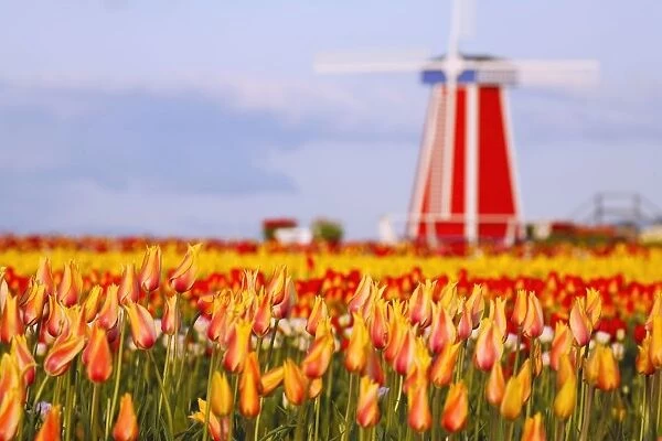 Woodburn, Oregon, United States Of America; A Field Of Tulips And A Windmill At Wooden Shoe Tulip Farm