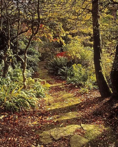 Woodland Path, Mount Stewart, Ards Peninsula, Co Down, Ireland