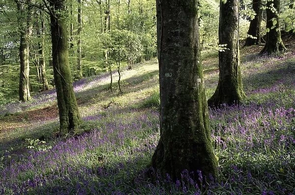 Woods In Spring, Clara Vale; Clara Vale, County Wicklow, Ireland