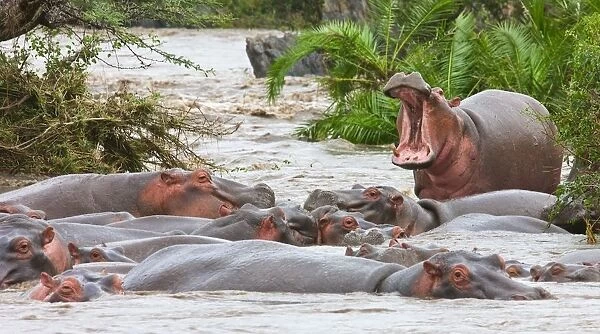 Yawning Hippo (Hippopotamus Amphibius), Serengeti National Park, Tanzania, Africa