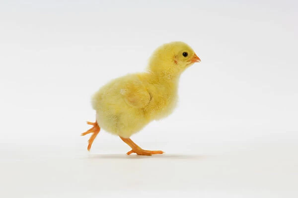 Yellow Chick. Baby Chicken