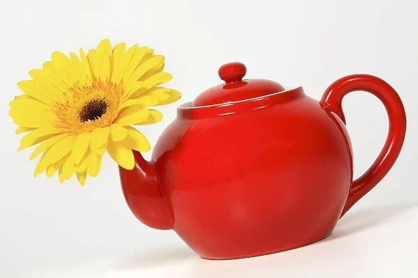 Yellow Flower In A Red Teapot