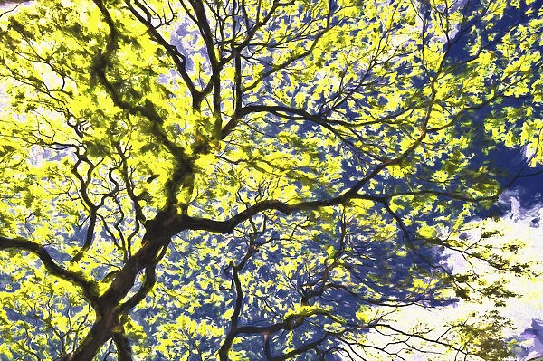 Yellow Flowering Tree With The Monet Effect; Honolulu, Oahu, Hawaii, United States Of America
