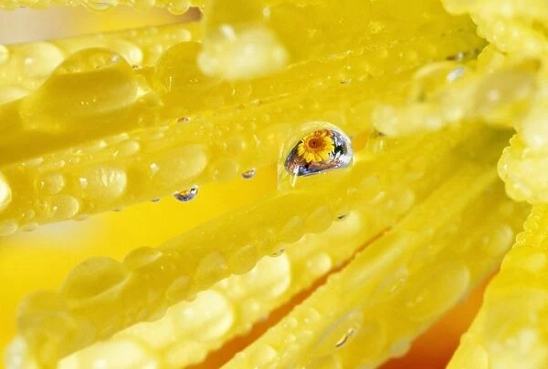 Yellow Flowers Reflected In Dew Drop