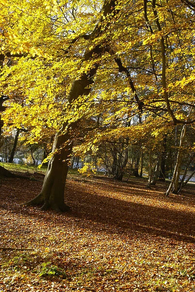 Yellow Leaves On Trees In Forest