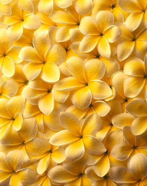 Yellow Plumeria Flowers With Water Droplets, Spread Out Flat, Background A22C