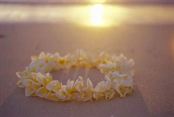 Yellow Plumeria Lei Shoreline Beach With Shadow Golden Reflections Ocean Sunset