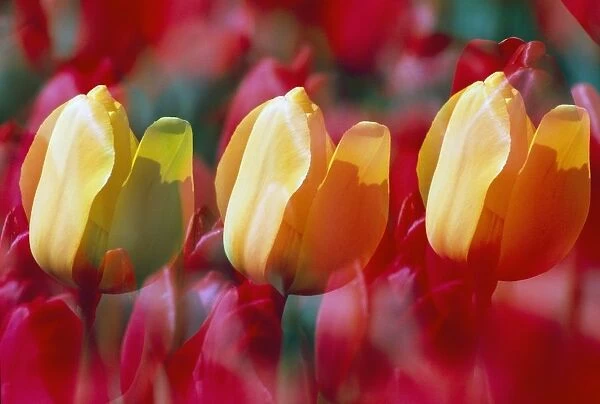 Yellow And Red Tulip Blooms