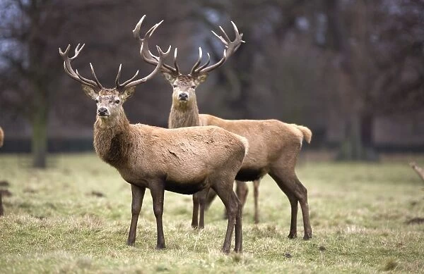 Yorkshire, England; Deer Standing In A Field