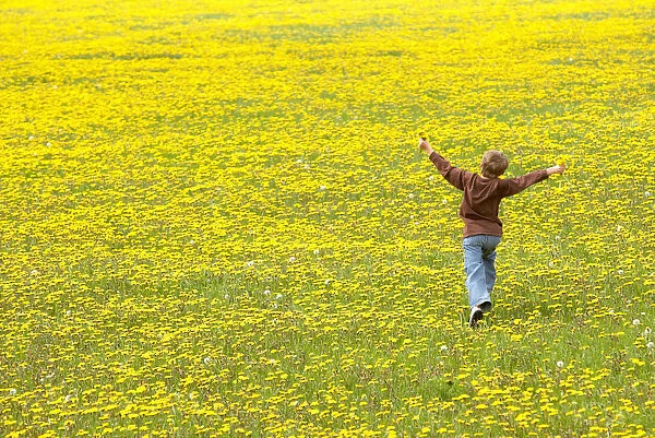 Young Boy Running Through Field Of Dandelions With Hands Up In The Air, Fernie, British, Columbia