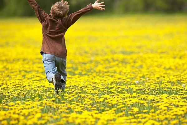 Young Boy Running Through Field Of Dandelions With Hands Up In The Air, Fernie, British Columbia