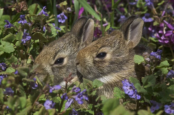 Young Eastern Cottontail Rabbits (Sylvilagus Floridanus), Niagara Falls, Ontario
