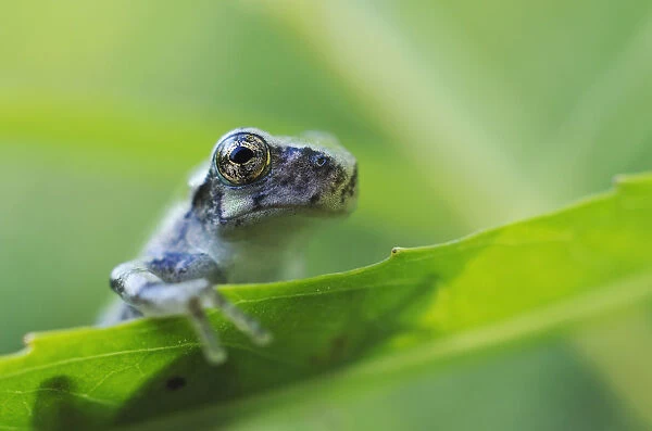 Young Gray Tree Frog; Les Cedres Quebec Canada
