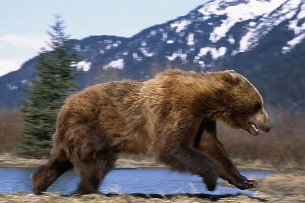 Young Grizzly Bear Running At The Alaska Wildlife Conservation Center Near Portage Southcentral Alaska Spring
