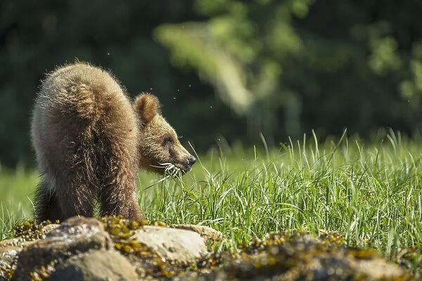 Young Grizzly Bear (Ursus Arctos Horribilis), Khutzymateen Sanctuary, Near Prince Rupert; British Columbia, Canada