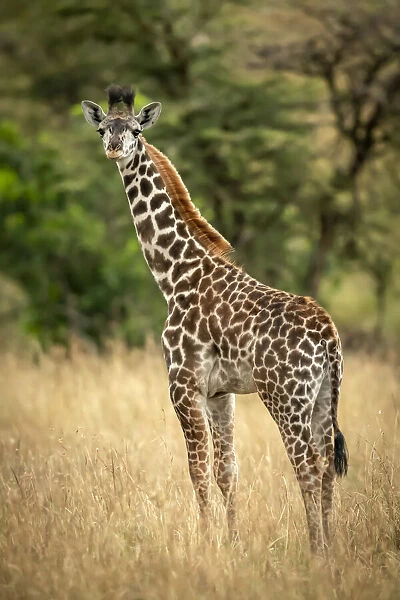 Young Masai giraffe stands in grass by trees