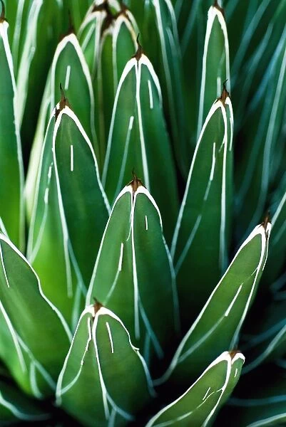 Yucca Plant (Yucca Filamentosa), Close-Up Of Patterns In Leaves