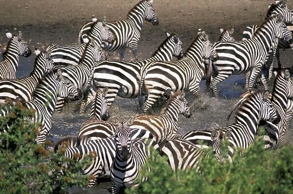Zebra At Waterhole
