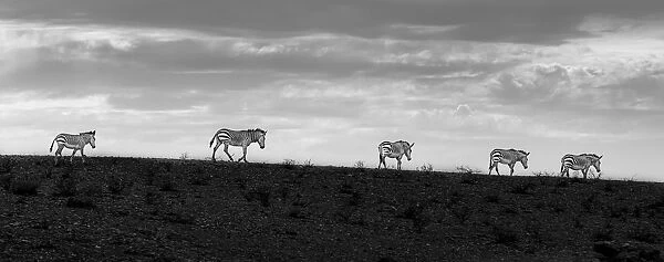 Five zebras walking in a row at sunset in Namibia
