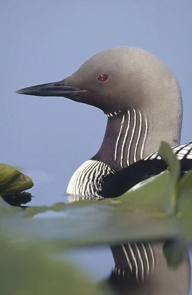 Pacific Loon (Gavia pacifica) adult portrait among water lilies, North America