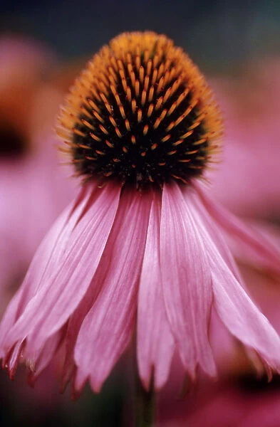 CS_1455. Echinacea purpurea. Echinacea  /  Purple coneflower. Pink subject
