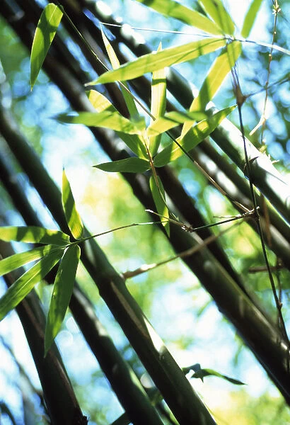 CS_F578. Phyllostachys nigra. Bamboo - Black bamboo. Green subject