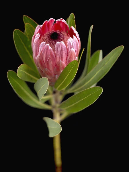 Evergreen Unusual plant Shrub Plant Oleander-leaf Protea