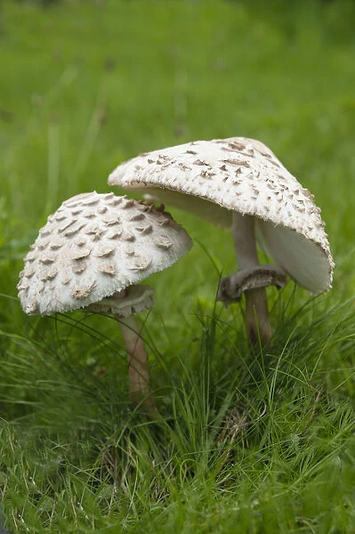 Mushroom, Horse mushroom, Agaricus arvensis, Side view of two mushrooms showing scales