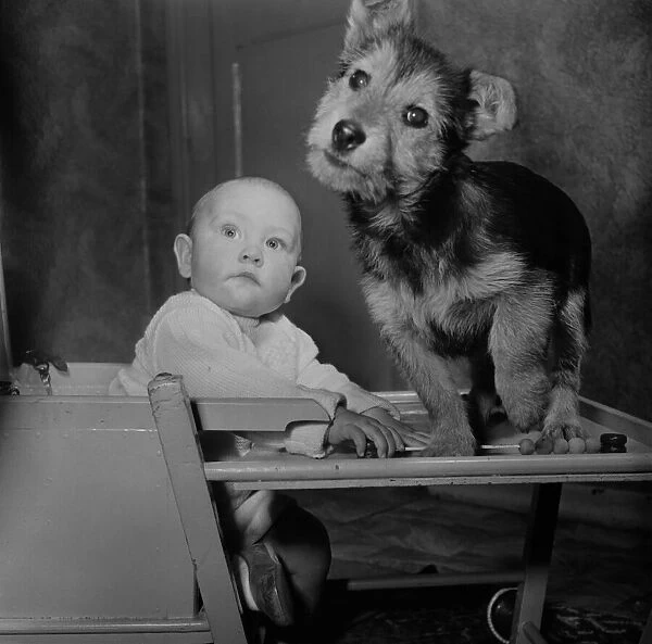 Dog and baby. November 1952 C5529