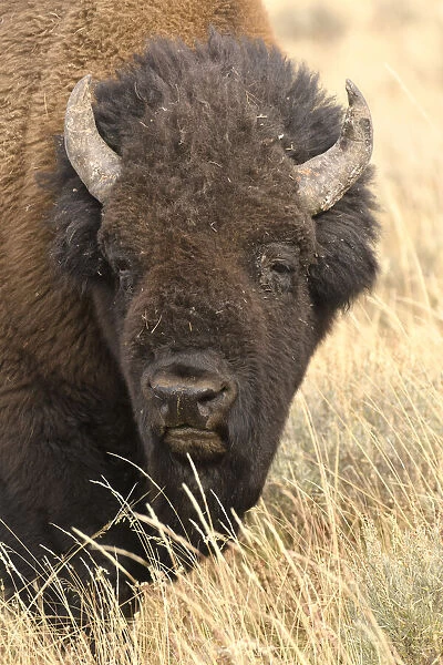 Bison. North America, American, USA, Rocky Mountains