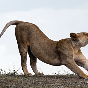 African Lion - lioness stretching before hunt