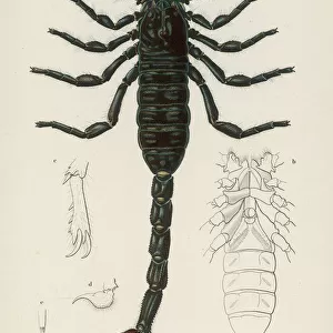 African Scorpion C1850