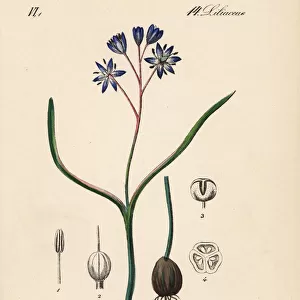 Alpine squill, Scilla bifolia