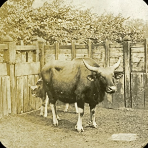 Animals at a French Zoo - Gazal(?) cow and Calf